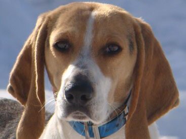 Anglo-fran&ccedil;ais petite v&eacute;nerie